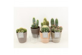 Cactus mix 6 soorten in ruby keramiek