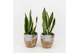 Sansevieria trifasciata futura superba in basket