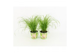 Cyperus alternifolius zumula milkshake potcover