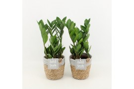 Zamioculcas zamiifolia in basket