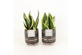 Sansevieria trifasciata futura superba in maya pot