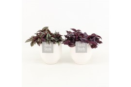 Tradescantia mix in liv keramiek