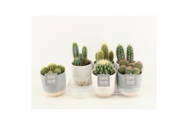 Cactus mix 6 soorten in emily keramiek