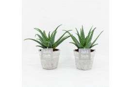 Aloe arborescens in stone look pot