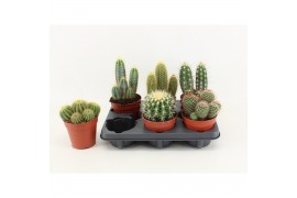 Cactus mix 6 soorten