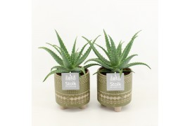 Aloe arborescens in maya green pot