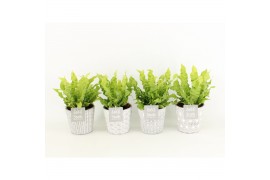 Asplenium nidus crispy wave in star pot