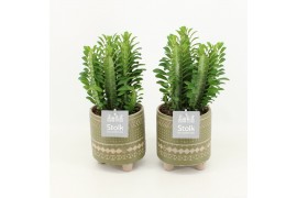 Euphorbia trigona in maya green pot