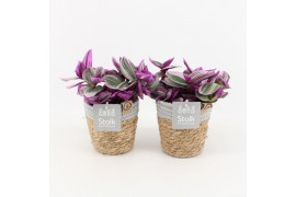 Tradescantia albiflora nanouk in basket