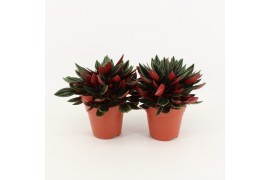 Peperomia rosso