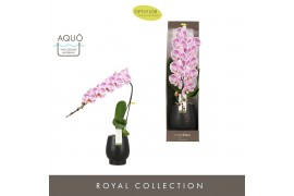 Phalaenopsis paars 1 tak formidablo iguaza falls in black abruzzo aquo