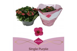 Kalanchoe paars single purple