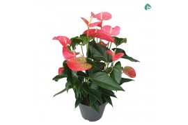 Anthurium andr. maine