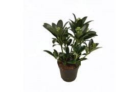 Skimmia japonica white globe 4+