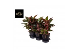 Aglaonema jungle red