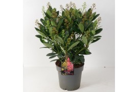 Skimmia japonica finchy Twins - Rubella/Finchy - 15+ bloem