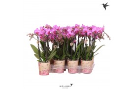 Phalaenopsis multiflora kolibri paars 3 tak