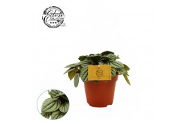 Peperomia Peperomia Mistique 4 pp