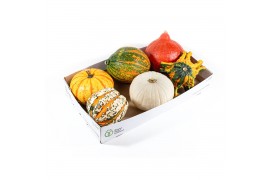 Cucurbita pepo Pompoenmix 6