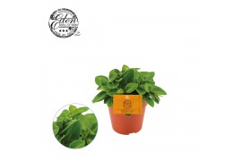 Peperomia pixie Peperomia Pixie,