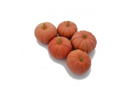 Cucurbita pepo Miss sophie pink 12