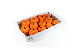 Cucurbita Orange Boo 12