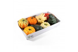 Cucurbita pepo Pompoenmix 8