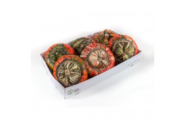 Cucurbita turks turban mix 6