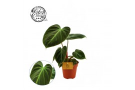 Philodendron Philodendron Choco Red 3 pp