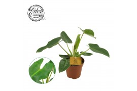 Philodendron Philodendron Corovadensis  3 pp