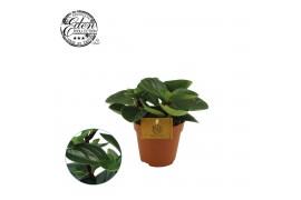 Peperomia obtusifolia red canyon