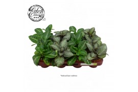 Episcia Episcia cupreata 8,5cm 2.5 - 4.9  cm 1 pp