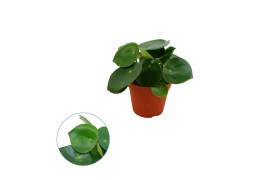 Peperomia polybotrya raindrop Peperomia polybotrya 8,5cm