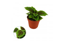 Pilea alumi Pilea moon valley 8,5cm