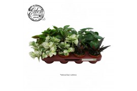 Kamerplanten mix Gemengde tray 8,5cm