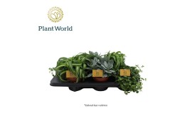 Kamerplanten mix Gemengde tray 12cm