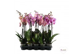 Phalaenopsis roze Roze mix - 2 tak, 14+ bloem - 55/60cm