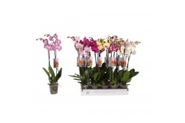 Phalaenopsis mix 2 tak - 14+ bloemen