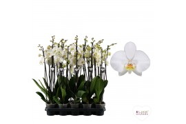 Phalaenopsis anthura madrid Leeds - 3 tak, 16+ bloem - 65/70cm