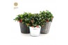 Gaultheria procumbens big berry Gaultheria pr. Big Berry® P15 in Added