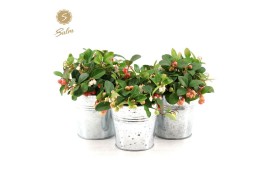 Gaultheria procumbens big berry Gaultheria pr. Big Berry® P10 in Zinc 