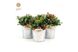 Gaultheria procumbens big berry Gaultheria pr. Big Berry® P12 in Zinc 