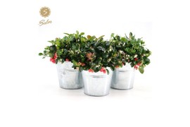 Gaultheria procumbens big berry Gaultheria pr. Big Berry® P15 in Zinc 