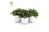 Gaultheria procumbens big berry Gaultheria pr. Big Berry® P15 in Zinc 