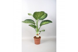 Dieffenbachia sequine tropic snow