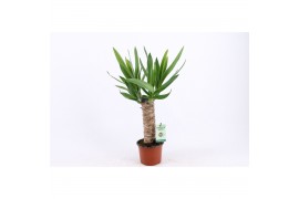 Yucca 25cm Enkel Stam, 3+ Kop