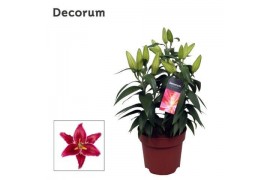 Lilium oriental magny cours donkerrood decorum