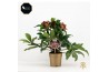 Helleborus hgc ice n roses red goud pot