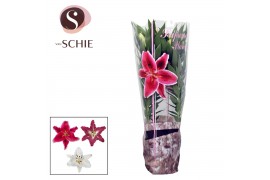 Lilium oriental mix in decohoes