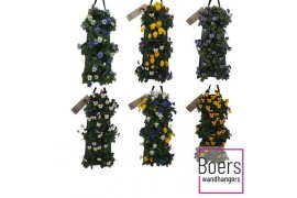 Wandhanger viola cornuta mix laag